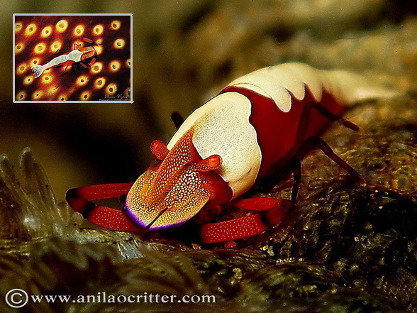 Scuba Dive in Anilao - Underwater Macro Photography, Anilao Muck dive